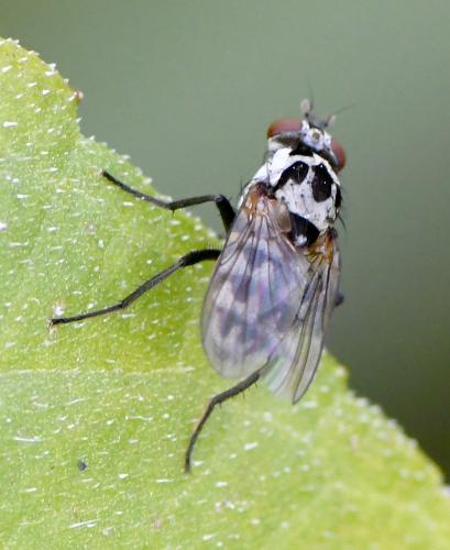Réf. 241 291 : Anthomyia sp.